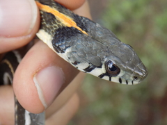 Thamnophis cyrtopsis cyrtopsis