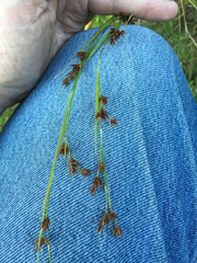 Rhynchospora capitellata