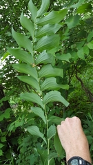 Polygonatum biflorum commutatum