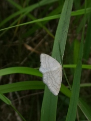 Scopula ternata