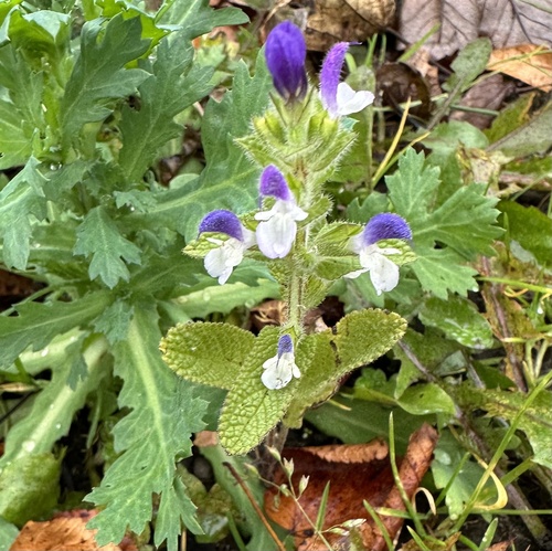 Image of Salvia viridis by (c) Scott Shanks, some rights reserved (CC BY)