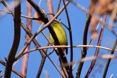 Leiothlypis celata lutescens