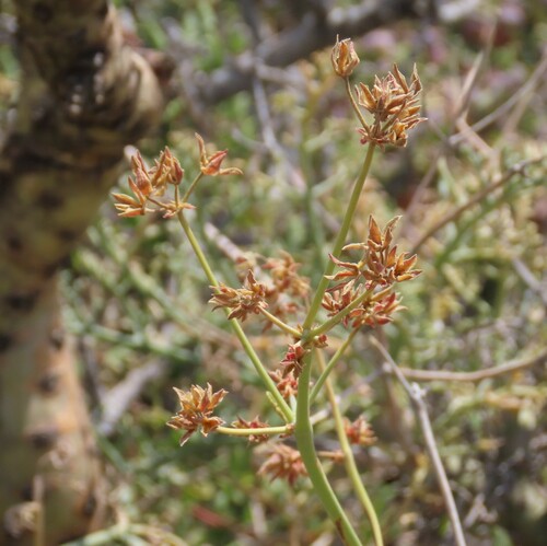 Image of Pelargonium paniculatum by no rights reserved