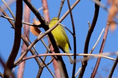 Leiothlypis celata lutescens