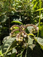 Tournefortia rufosericea