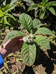 Tournefortia rufosericea