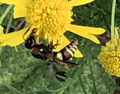 Euodynerus hidalgo hidalgo