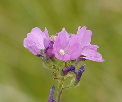 Sidalcea neomexicana