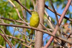 Leiothlypis celata lutescens