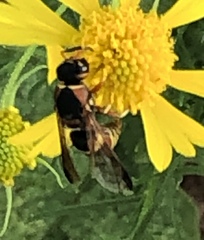 Euodynerus hidalgo hidalgo