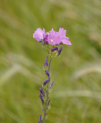 Sidalcea neomexicana