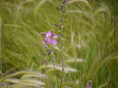 Sidalcea neomexicana