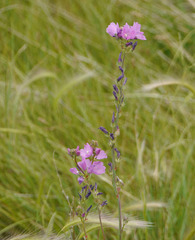 Sidalcea neomexicana