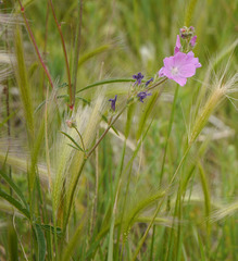 Sidalcea neomexicana