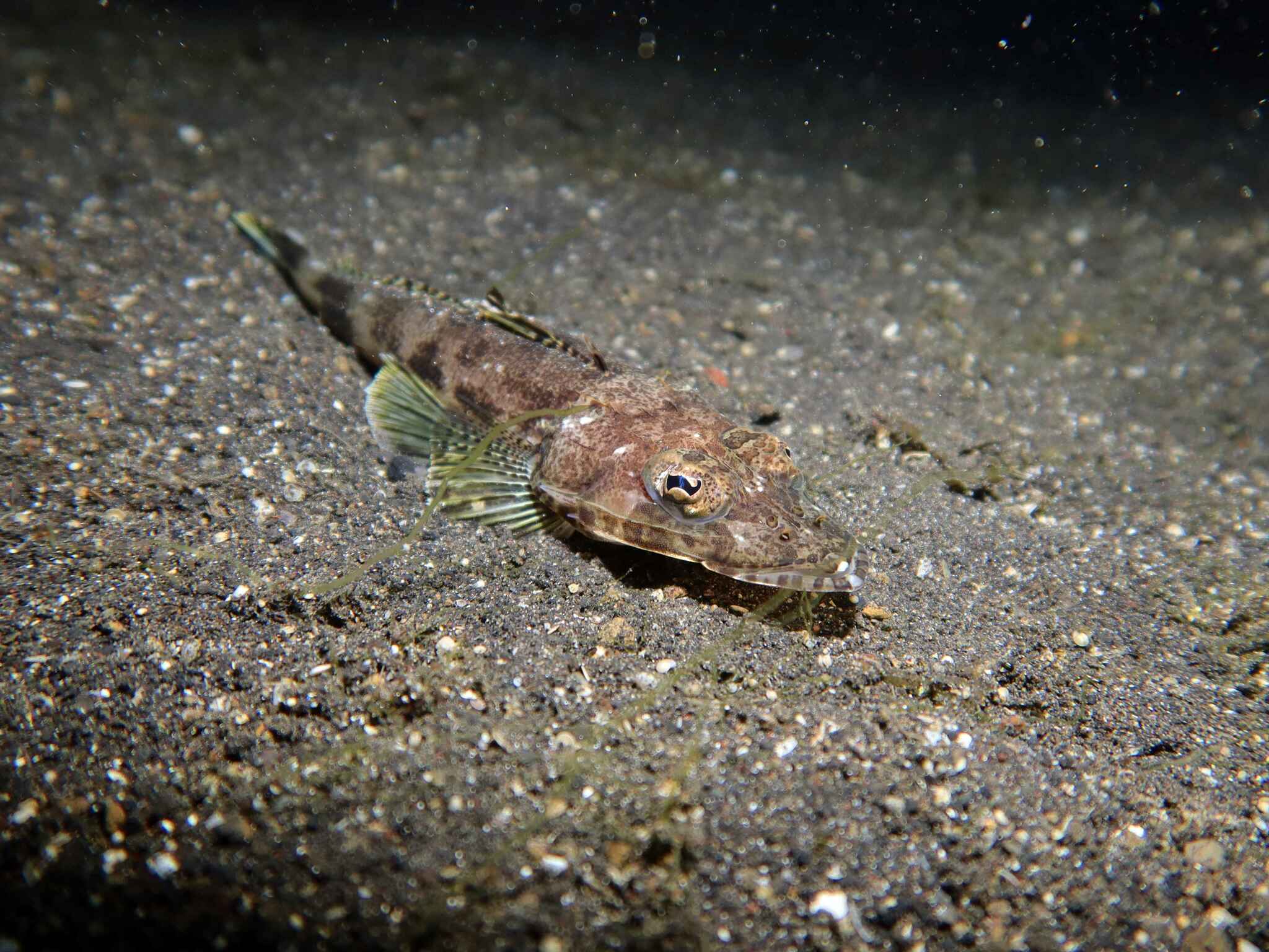 Black-Banded Flathead photo 3