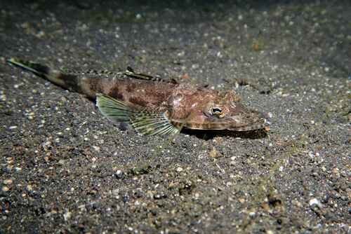 Patricia's flathead (Rogadius patriciae) — Platycephalidae