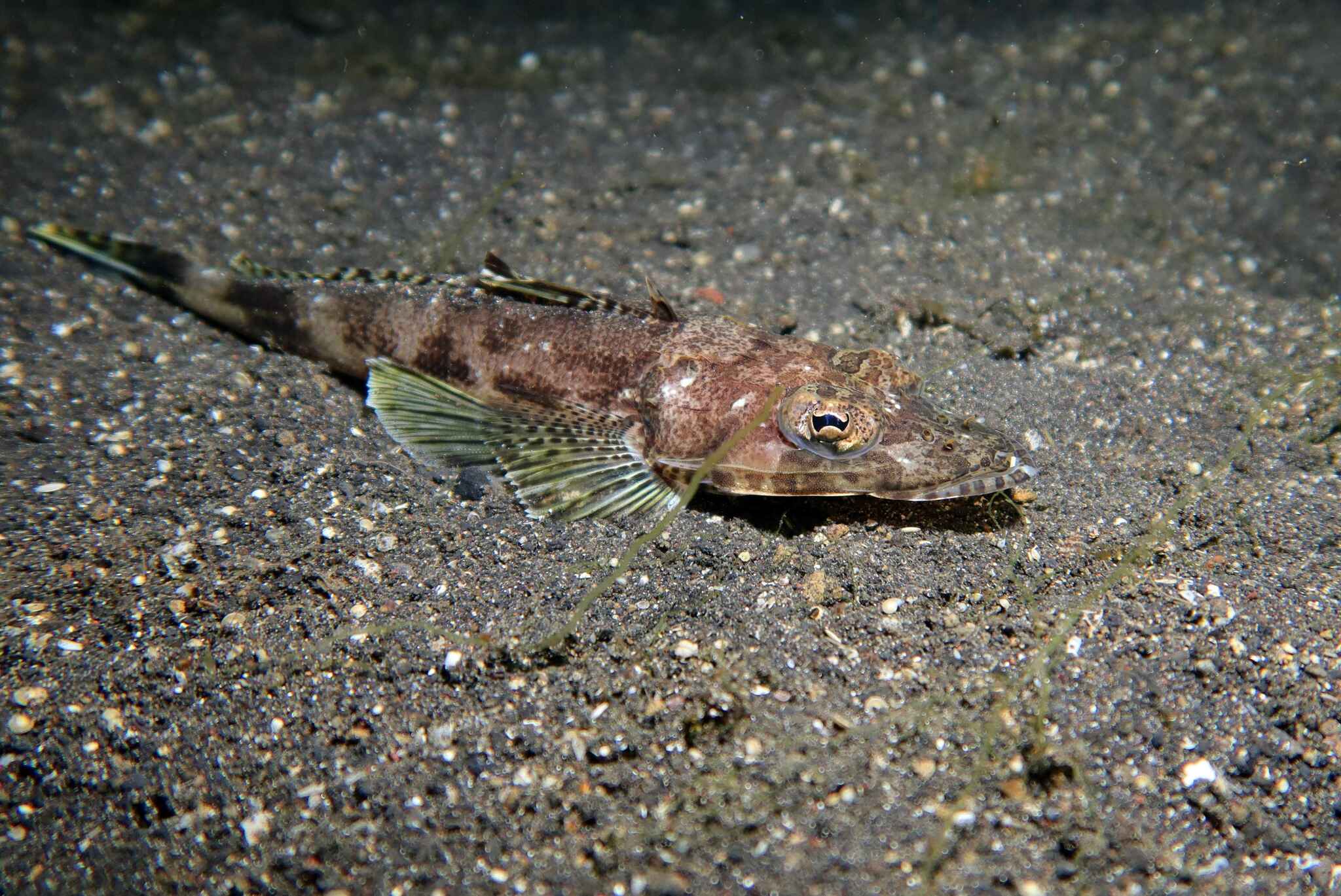 Black-Banded Flathead photo 4
