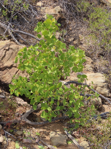Image of Didelta spinosa by no rights reserved