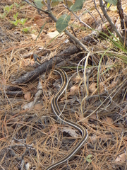 Thamnophis cyrtopsis cyrtopsis