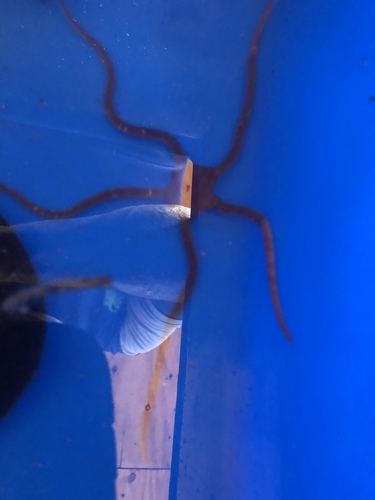 Ophioderma cinereum