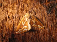 Caripeta angustiorata