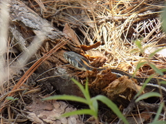 Thamnophis cyrtopsis cyrtopsis