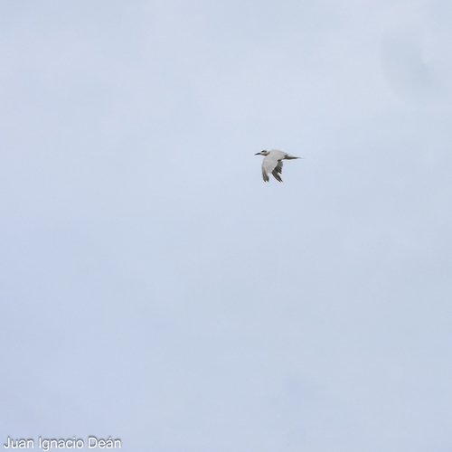 Gull-billed Tern