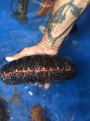 Holothuria mexicana