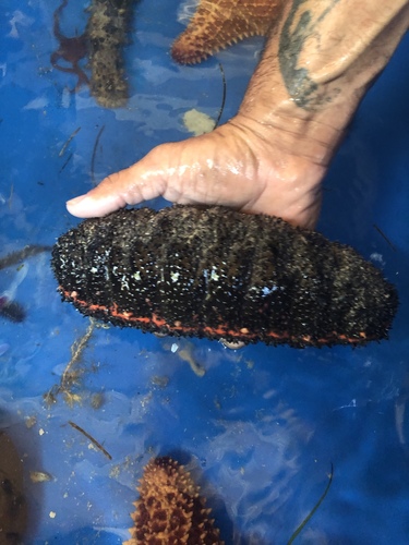 Holothuria mexicana