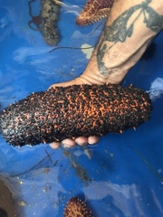 Holothuria mexicana