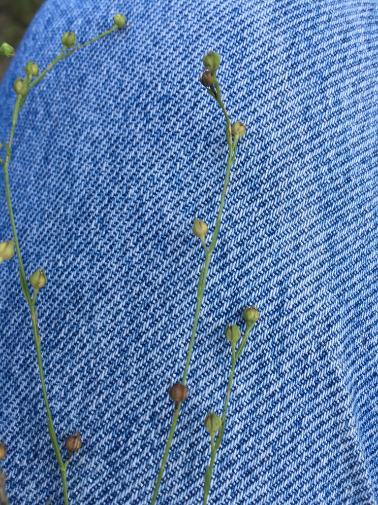 Sandplain flax (Linum intercursum)