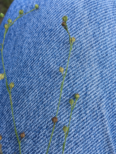 Sandplain flax (Linum intercursum)