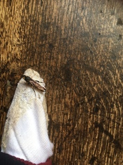 Urocerus gigas