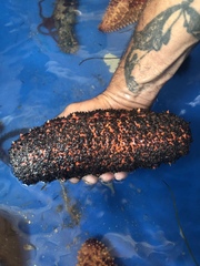 Holothuria mexicana