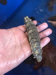 Holothuria floridana