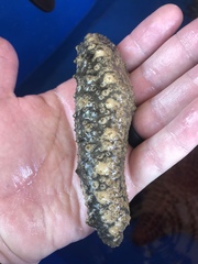 Holothuria floridana