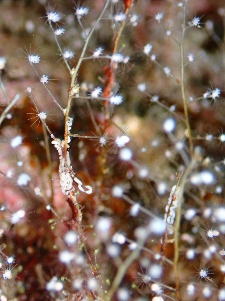 Christmas Tree Hydroid Nudibranch