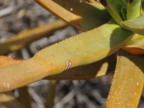 Aloidendron ramosissimum, photograph 4