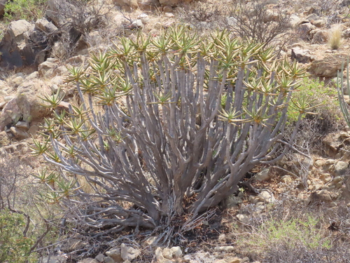 Aloidendron ramosissimum, photograph 2