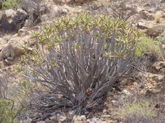 Aloidendron ramosissimum, photograph author not stated, no rights reserved