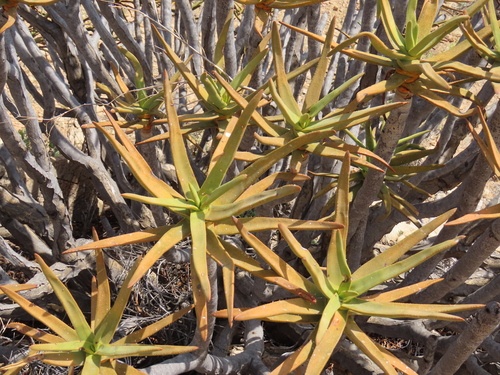 Aloidendron ramosissimum, photograph 5