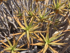 Aloidendron ramosissimum, photograph author not stated, no rights reserved