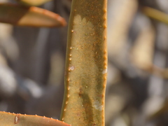 Aloidendron ramosissimum, photograph author not stated, no rights reserved