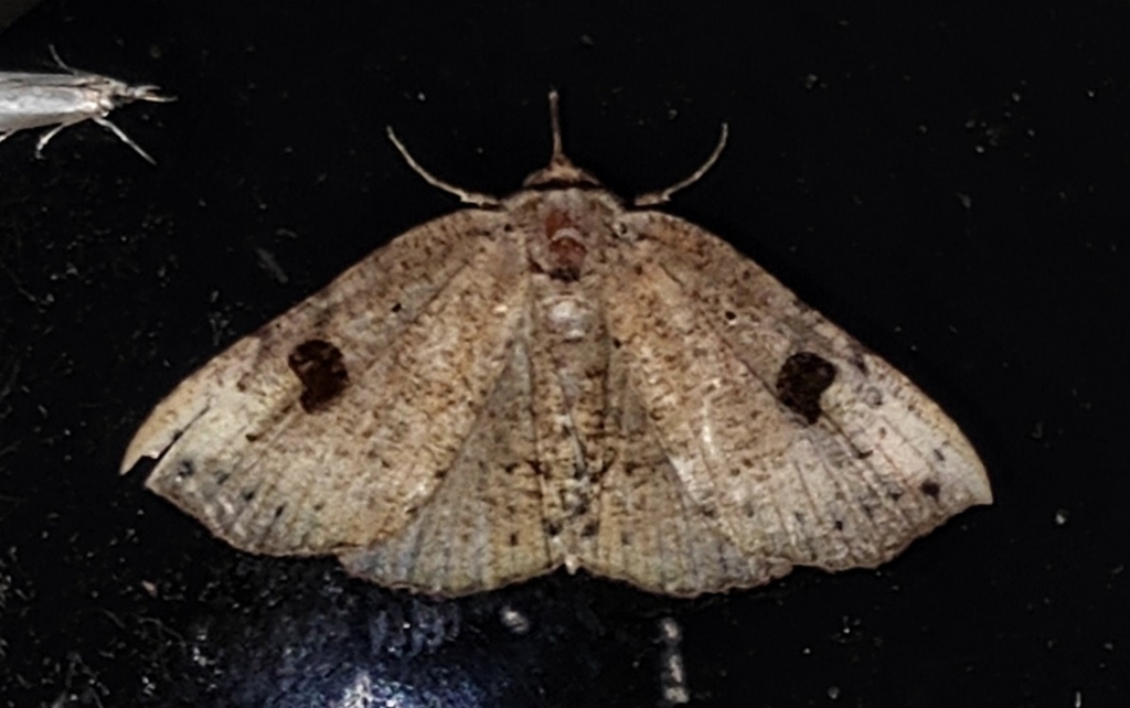 Saserna irrorata