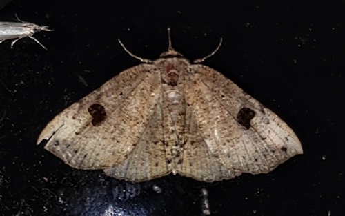 Saserna irrorata