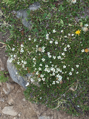 Minuartia