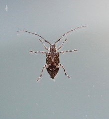 Astylopsis macula
