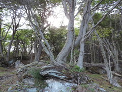 Nothofagus betuloides