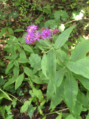 Vernonia glauca
