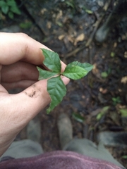 Primulaceae